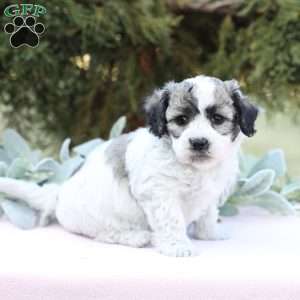 Jenny, Bich-Poo Puppy